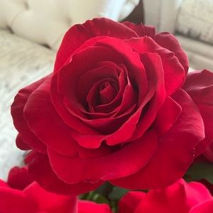 Meet your Posher, Mona